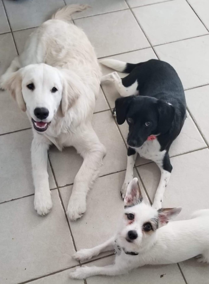 Rin's 3 puppies: Nova (left), Felicity (right) and Hiro (bottom)